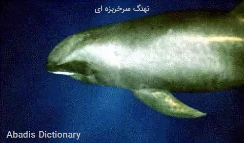 نهنگ سرخربزه ای
